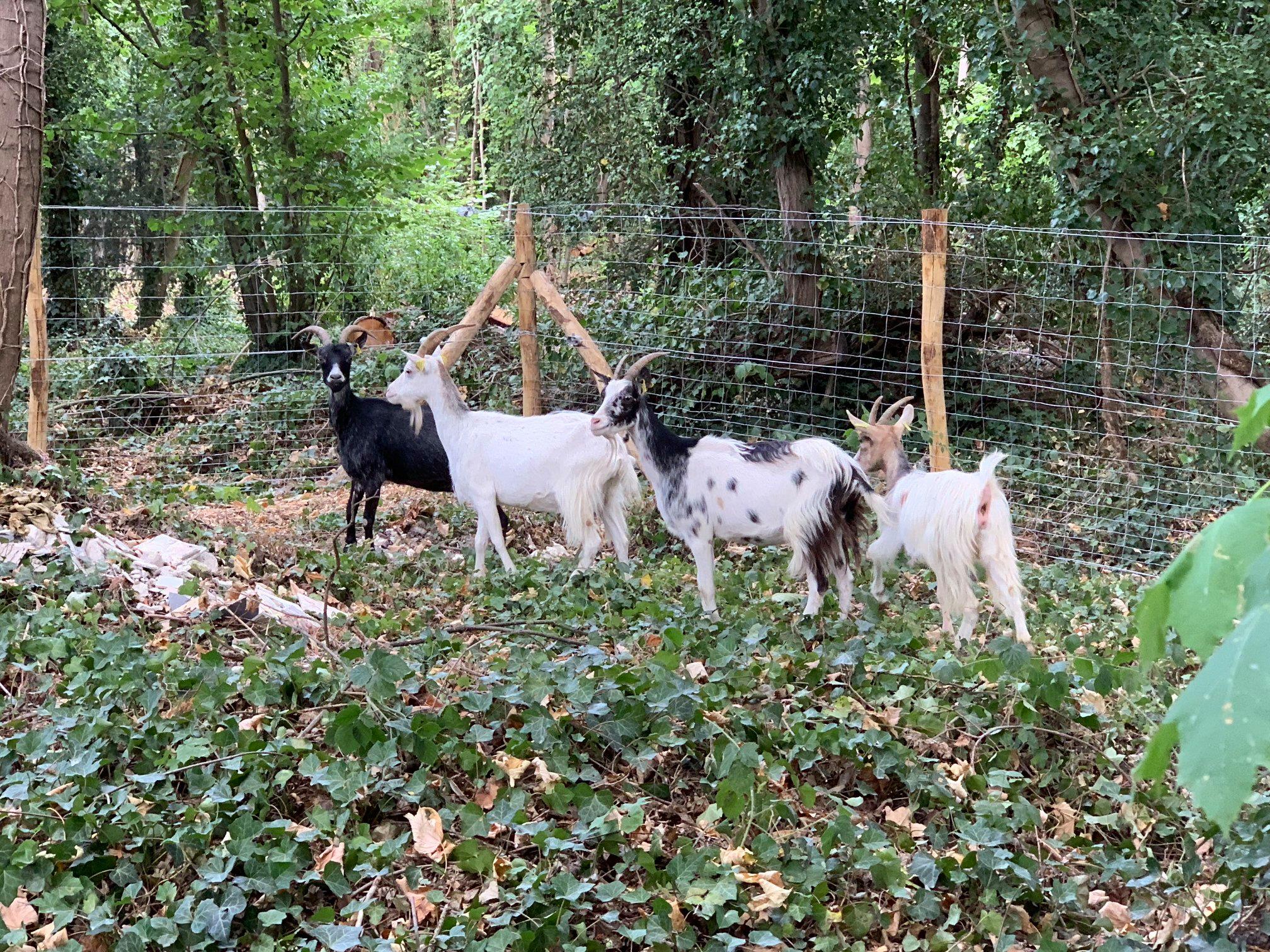 Souhaitons la bienvenue à nos 4 nouvelles chèvres